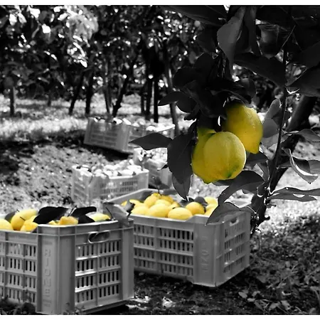 Soso Península Sorrentina