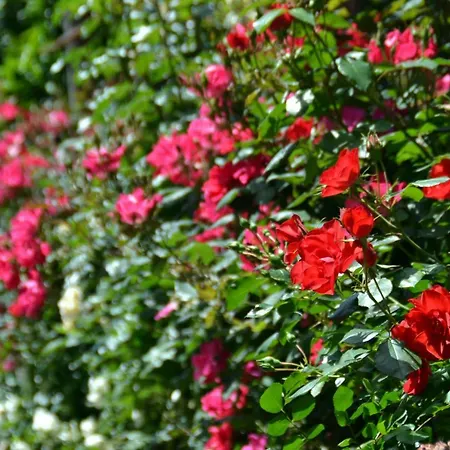 Soso Península Sorrentina