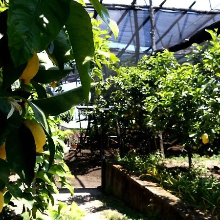 Soso Bed and breakfast 4*