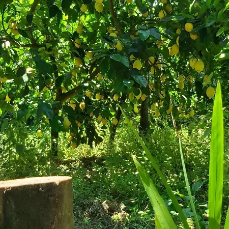 Frühstückspension Soso