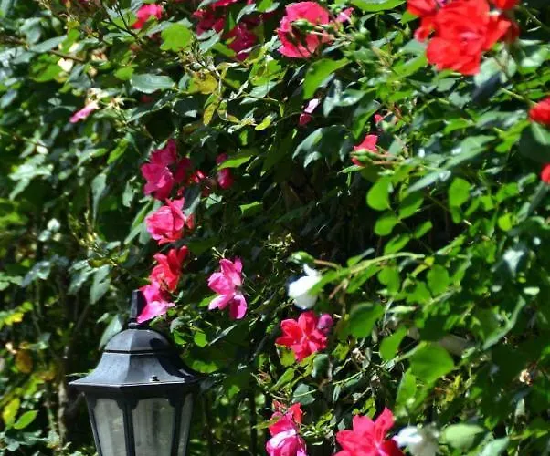 Bed & Breakfast Soso Sorrento