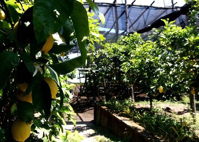 Soso Bed & Breakfast 4*